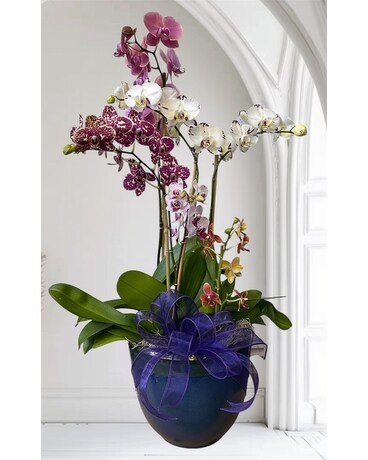 Donna's Orchid Garden in Naples FL - Driftwood Garden Center & Florist