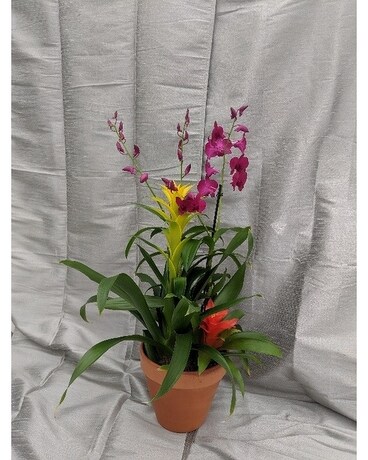 Blooming Bromeliad & Orchid Combo Plant