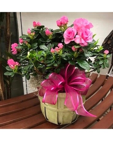 Amazing Azalea Flower Arrangement