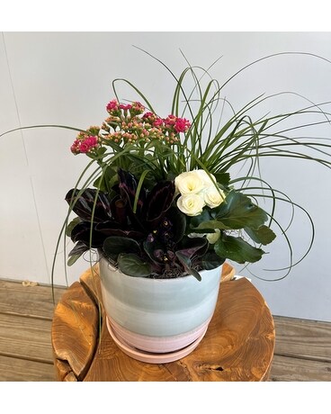 Make Mom Blush Dish Garden Plant