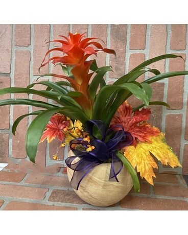 Autumn in the Tropics