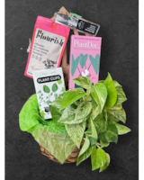House Plant Mama in Naples FL - Driftwood Garden Center & Florist