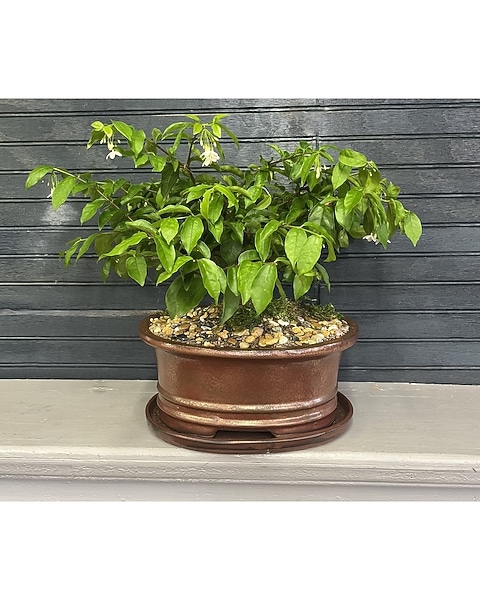 welche erde für bonsai Bonsai-Erde kaufen? ✓ Schnell versandt – Sybotanica main image 1
