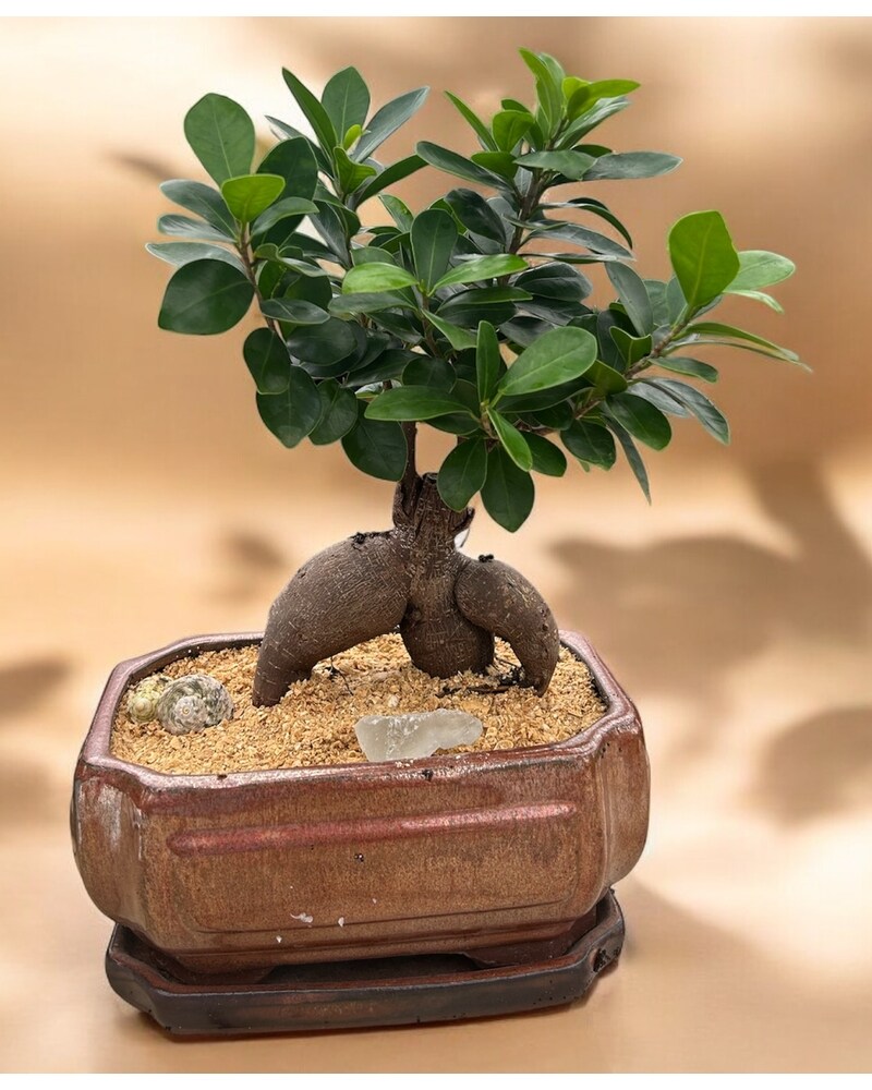 BONSAI出品 Juniper Bonsai DIY Kit