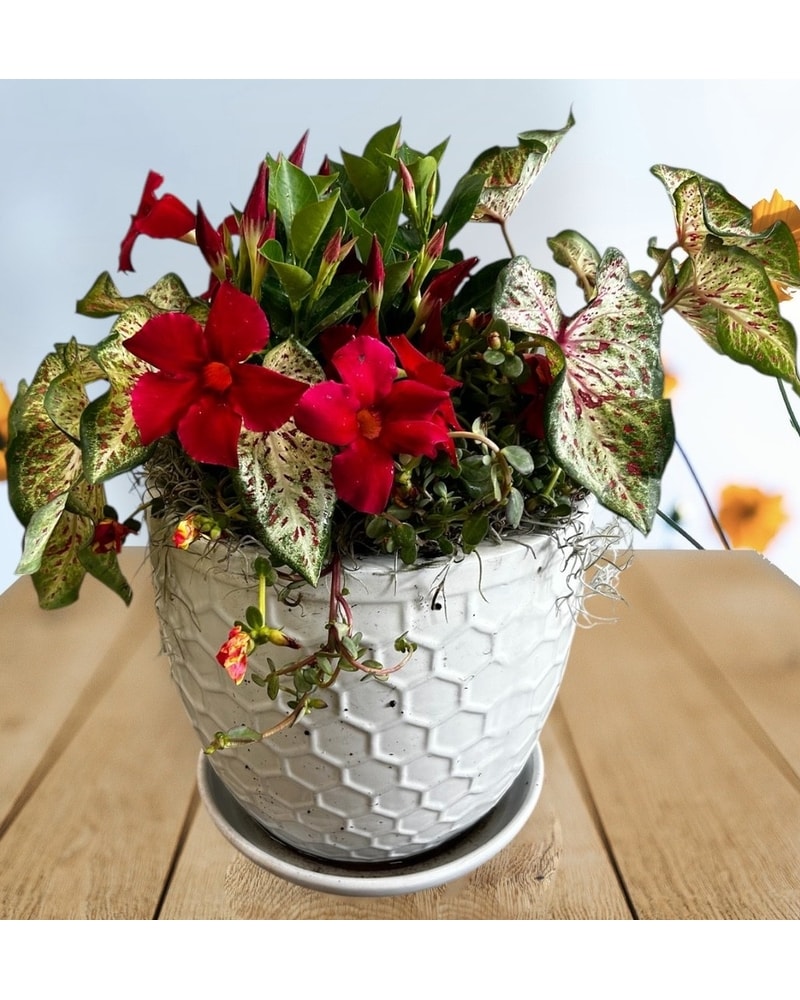 フラワー・ガーデニング P-CHAMBER.SRLMEX-S P-P POT neighborhood フラワー・ガーデニング P-CHAMBER.SRLMEX-S P-P POT neighborhood