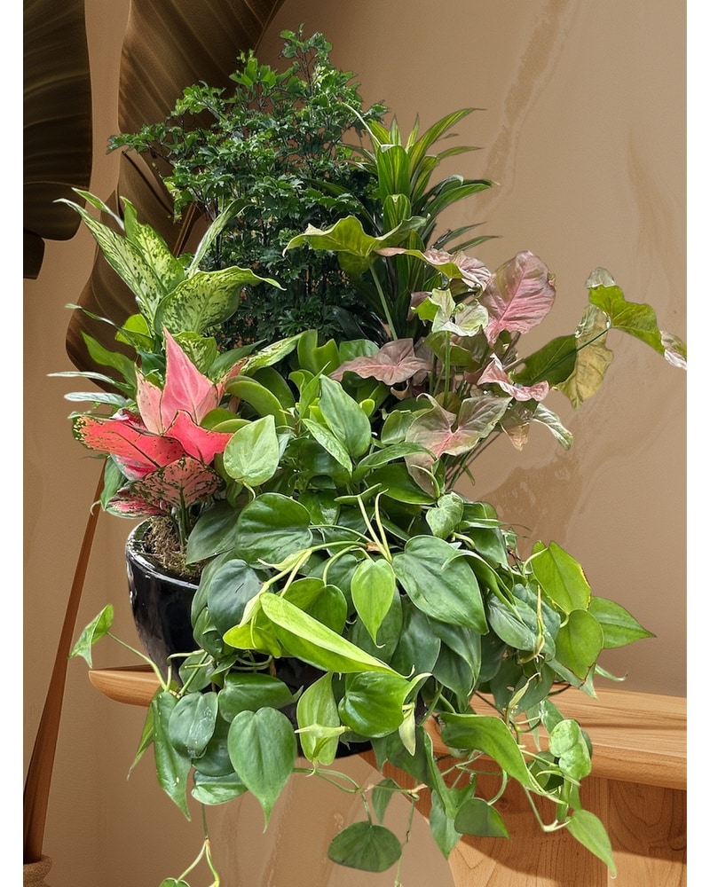 Ammar's Dishgarden in Naples FL - Driftwood Garden Center & Florist