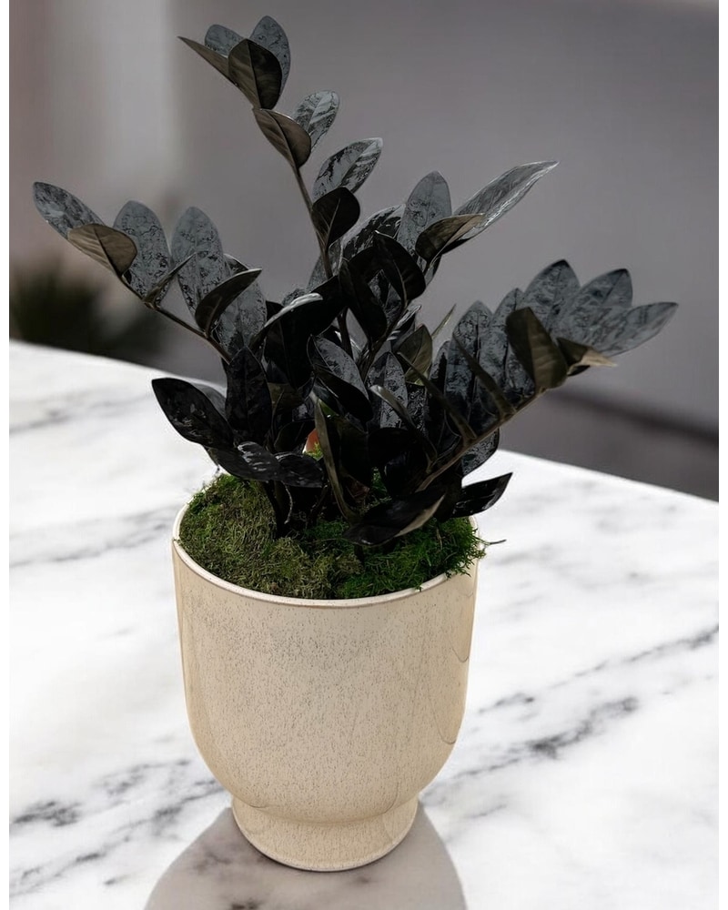 【Lize】Agave Titanota Black Mamba \
