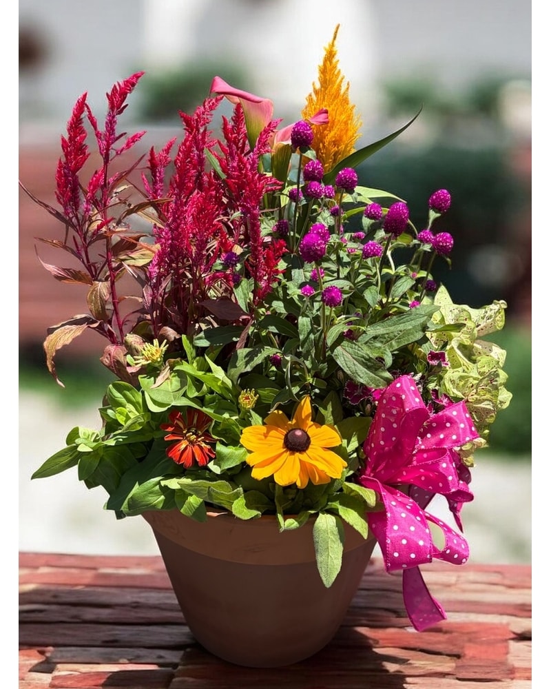 Driftwood Exclusives! Delivery Naples FL - Driftwood Garden Center
