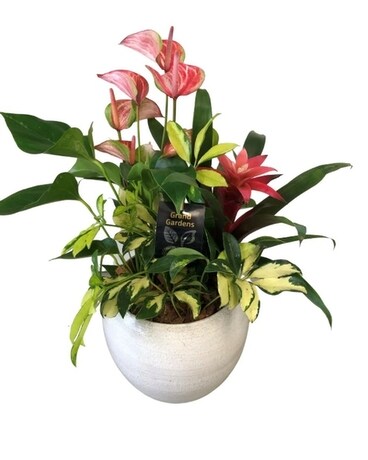Cresta Anthurium Planter Flower Arrangement