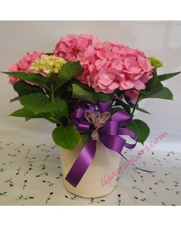 Hydrangea Plant