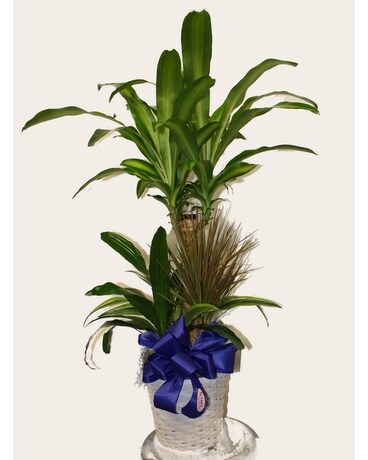 Corn Plant Combo (Large) Plant