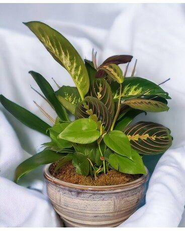 Green Thumb Dish Garden Dish Garden Plant