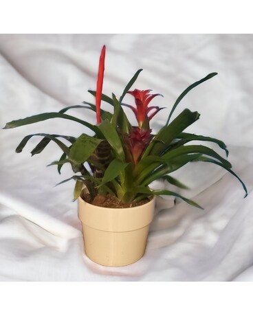 Standard Bromeliad Garden Dish Garden Plant