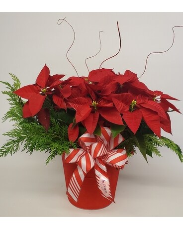 Holiday Poinsettia Plant