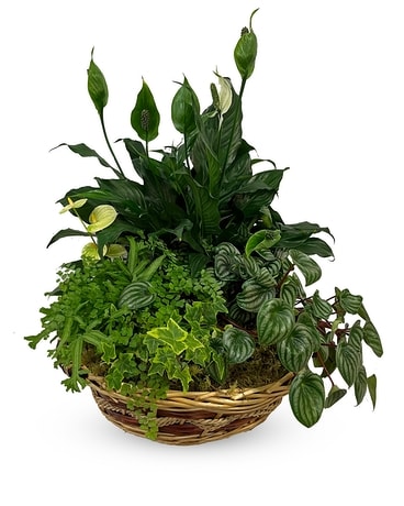 Thinking Of You - P-592 Plant
