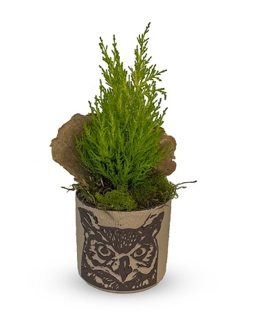 Hootiful - P-609 Plant