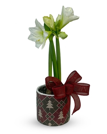 AMARYLLIS - P-623 Plant