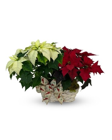 Poinsettia - Double 4