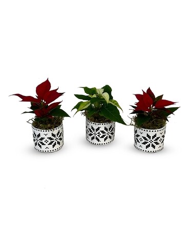 Christmas Joy - P-614 Plant