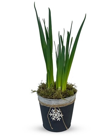 Paperwhites - P-612 Plant