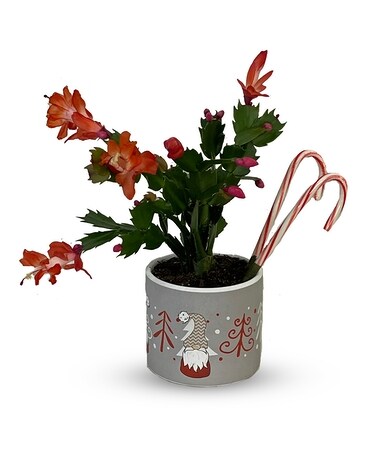 Candy Cane Lane - P-615 Plant