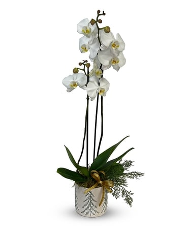 Winter Wonderland - P-616 Plant