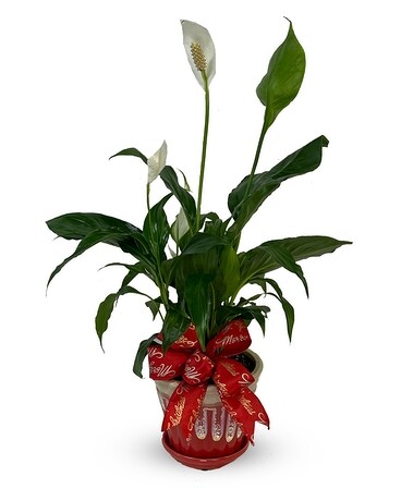 Peace Be With You - P-617 Plant