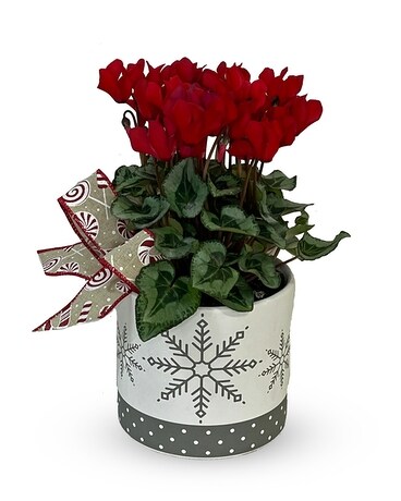 The Perfect Gift - P-618 Plant