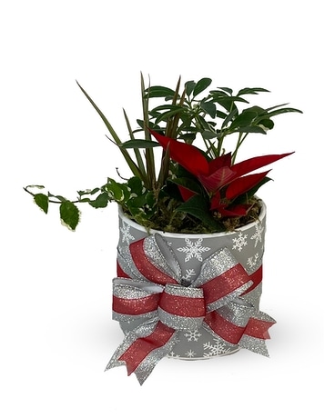 A Little Bit Of Christmas - P-619 Plant