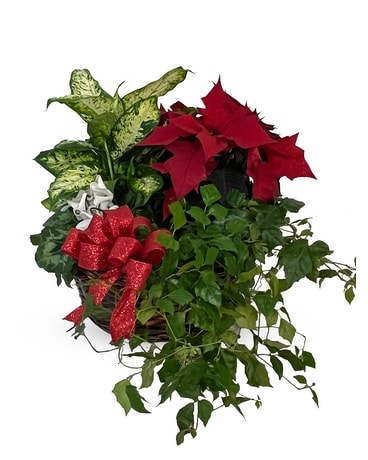 Noel's Gift - P-621 Plant