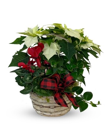 Country Christmas - P-622 Plant