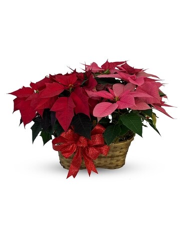 Poinsettia - Double 6