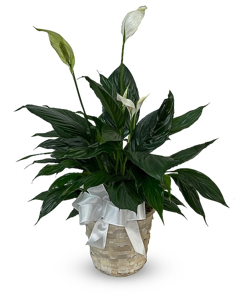 Blooming Peace Lily - P-652