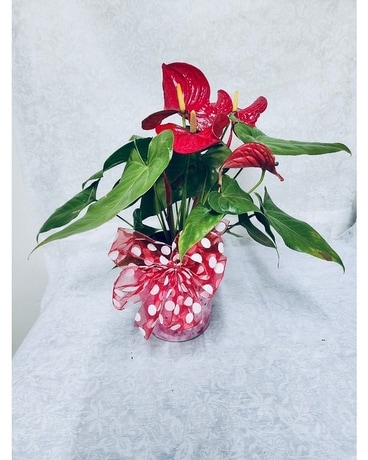 Anthurium Flower Arrangement