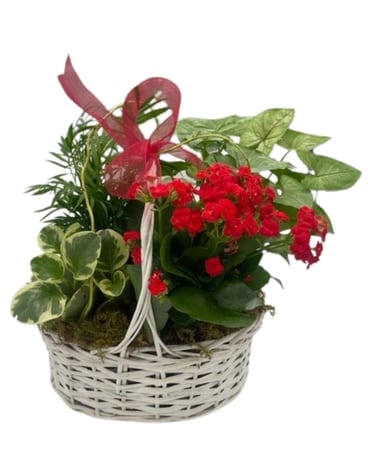 European Garden with Seasonal Bloomer Dish Garden Plant