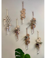 Blonde Monstera - 1 Tube size,  inches height and  inches wide.