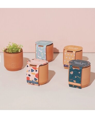 Tiny Terracotta Grow Kits Gifts