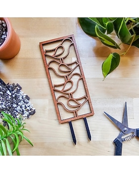 bird's nest snake plant for sale Sansevieria Futura