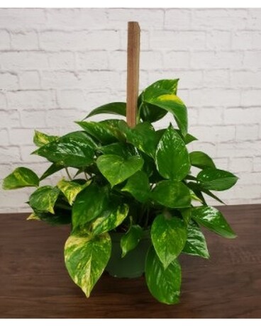 Pothos On A Pole Plant