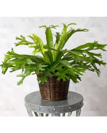 Crissie Birdnest Fern Plant