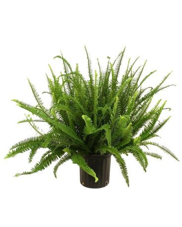 Kimberly Queen Fern PRE-ORDER ONLY FOR APRIL 16,17