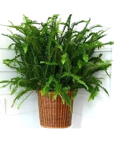 Kimberly  Queen Fern in Large Basket Plant