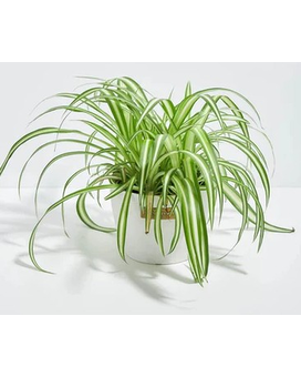 Blooming & Green Plants Delivery Owensboro KY - Welborn's Floral