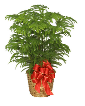 Norfolk Pine