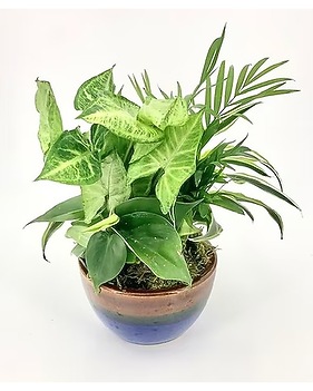 Plants Delivery Owensboro KY - Welborn's Floral Company