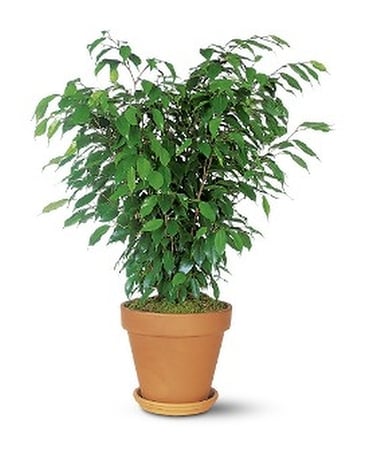 Ficus Bush Custom product
