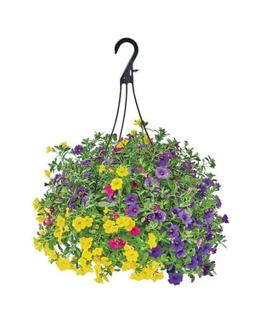 Hanging Flower Basket Plant