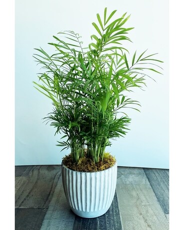 Potted Neanthe Bella Palm Plant