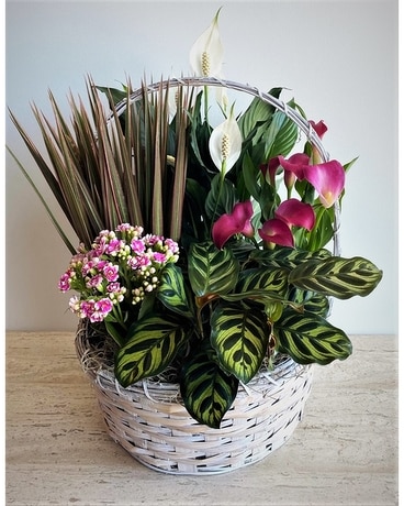 European Garden Basket Plant