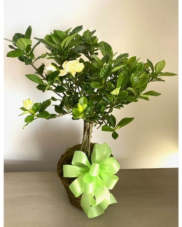 Gardenia Tree with Spring Bow (Limited Time Only) Plant